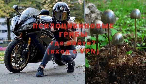 прущие грибы Аркадак